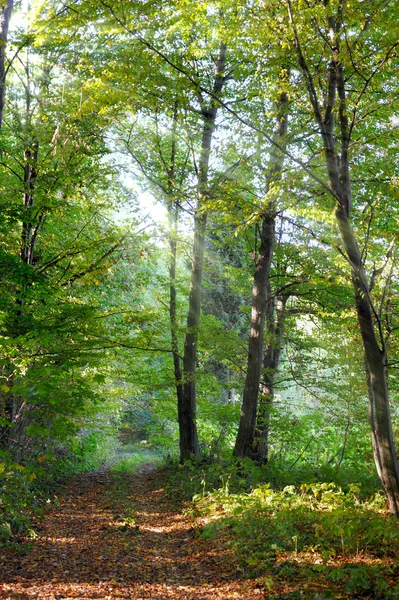 Bela luz solar na floresta — Fotografia de Stock