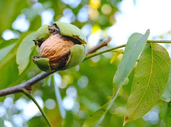 stock image Ripe walnut growing on a tree
