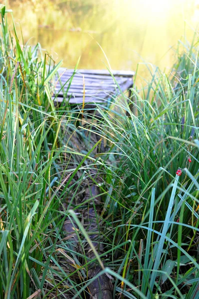 Velho cais de madeira está em um lago em uma cana — Fotografia de Stock