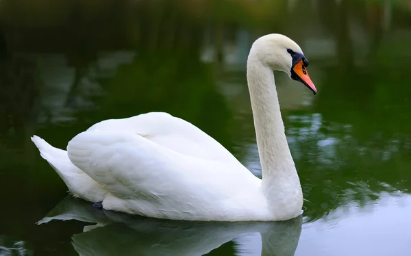 Swan floats on a lake — Stock Photo, Image