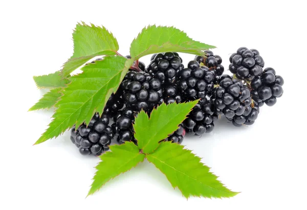 Taze berry blackberry ile izole beyaz zemin üzerine yeşil yaprak — Stok fotoğraf