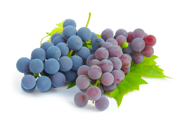 在白色背景上一堆的葡萄和葡萄藤叶 — 图库照片