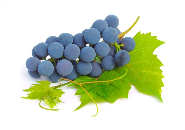 Bouquet de raisins et de feuilles de vigne sur fond blanc — Photo