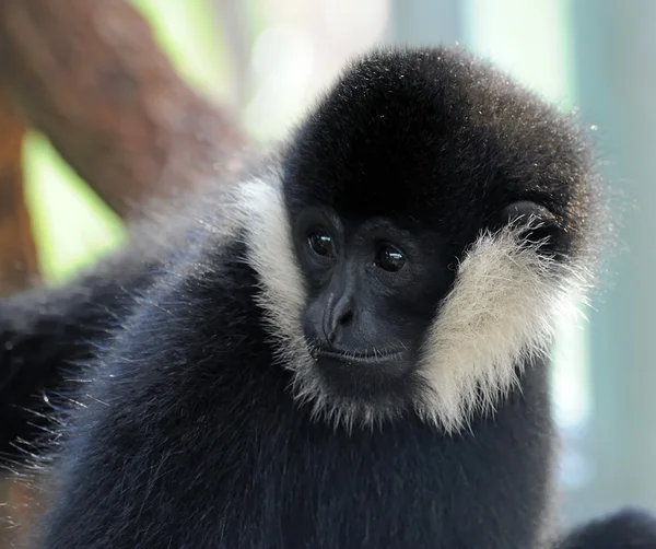 Fehér Pofájú Gibbon — Stock Fotó