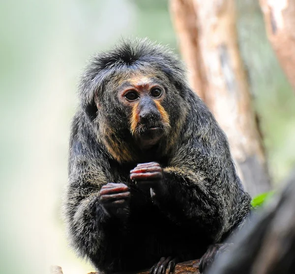 Macaco-marmote — Fotografia de Stock