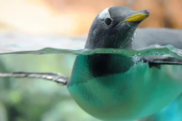 Stock image Penguin is in water