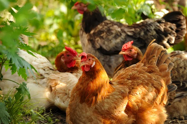 Young hens — Stock Photo, Image