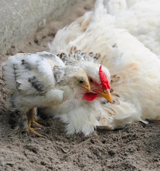 Hönor med kyckling — Stockfoto