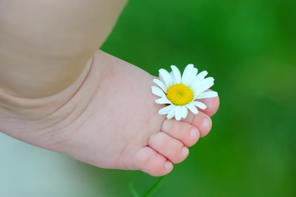 Child leg with a chamomile — Stock Photo, Image