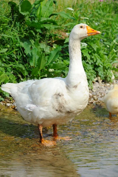 Goose stands in water — Stock Photo, Image