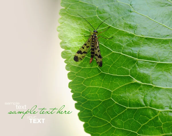 An insect is on verge of green sheet — Stock Photo, Image