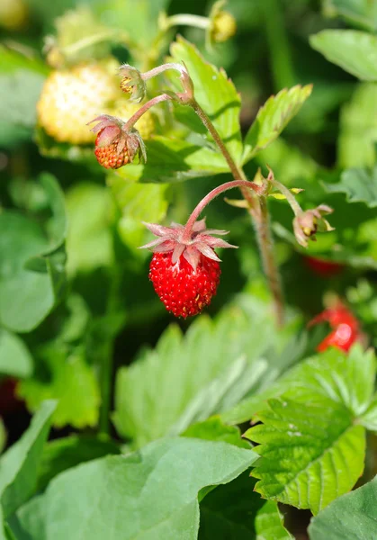 Vilda jordgubbar — Stockfoto