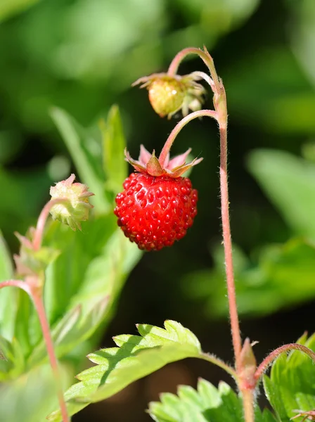Vilda jordgubbar — Stockfoto