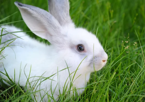 Bebê coelho branco na grama — Fotografia de Stock