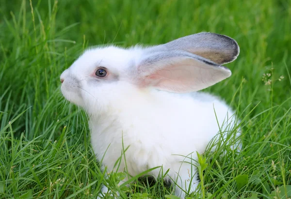 Bebê coelho branco na grama — Fotografia de Stock