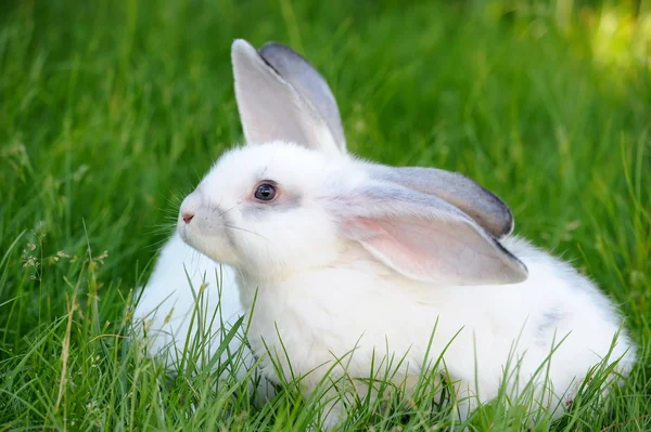 흰색 아기 토끼 풀밭에서 — 스톡 사진