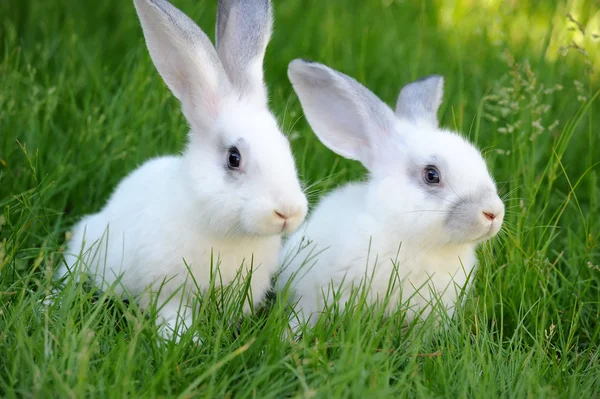 Baby white rabbits in grass — Stock Photo, Image