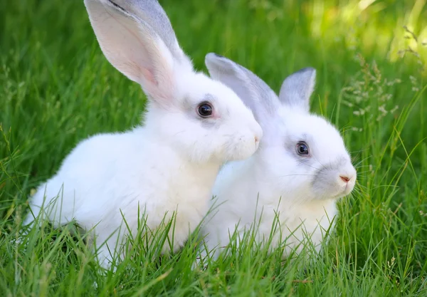 Baby witte konijnen in gras — Stockfoto