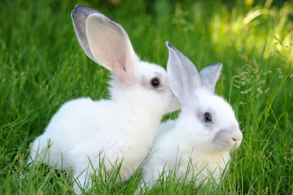 Bebé conejos blancos en la hierba — Foto de Stock