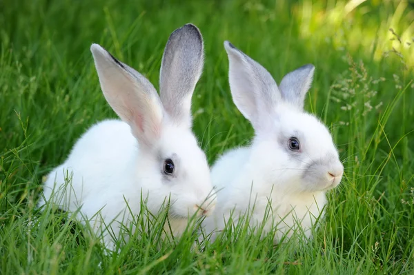 Baby witte konijnen in gras — Stockfoto