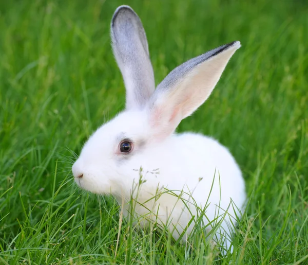 Baby coniglio bianco in erba — Foto Stock