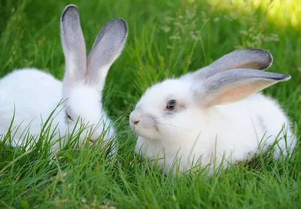 Bebê coelhos brancos na grama — Fotografia de Stock