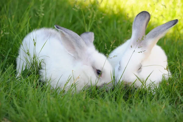 Dětské bílé králíky v trávě — Stock fotografie