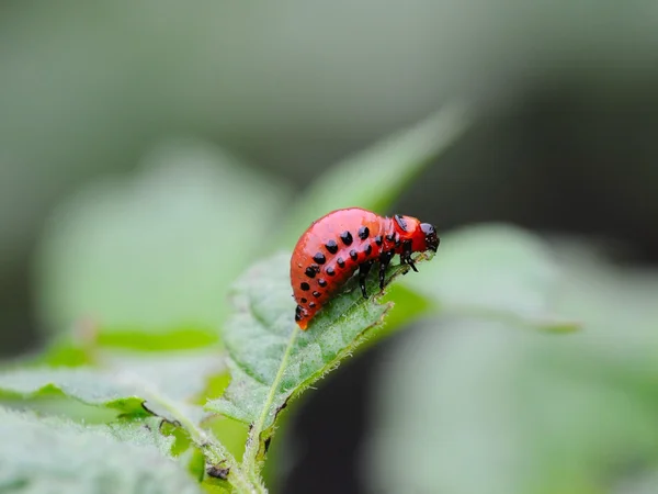 Larva of the Colorado beetle — Stock Photo, Image