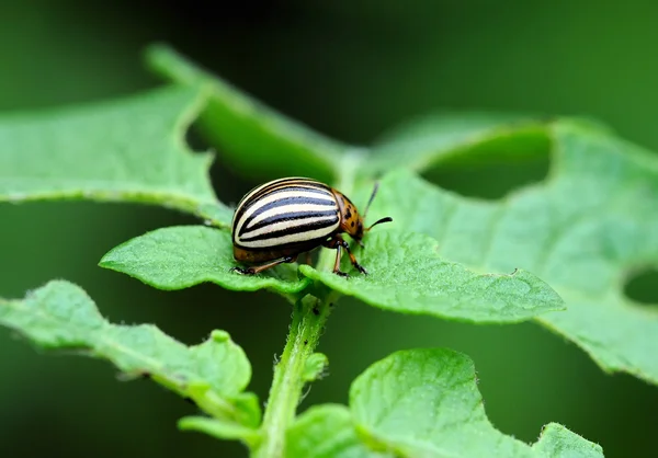 Colorado-Käfer auf Kartoffelblatt — Stockfoto
