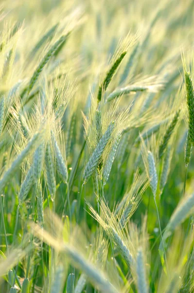 Молодая пшеница на поле — стоковое фото