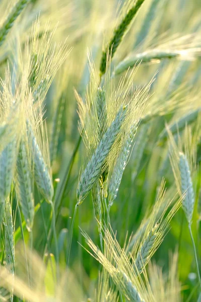 Jeune blé sur le champ — Photo
