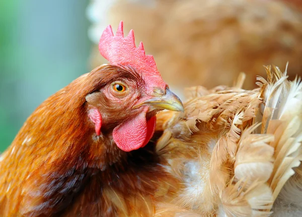 Young hen — Stock Photo, Image
