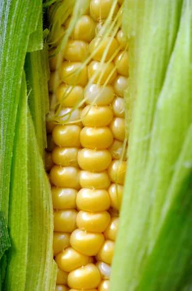 Maissintähkä vihreiden lehtien välissä — kuvapankkivalokuva
