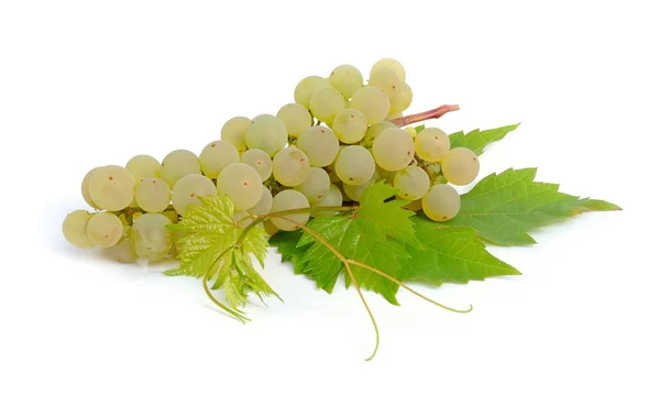 Uvas y hojas de vid sobre fondo blanco —  Fotos de Stock