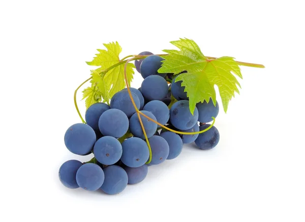 Bunch of grapes and vine leaves on a white background — Stock Photo, Image