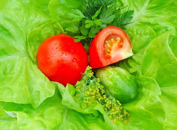 Świeże pomidory i zieleni na zieloną sałatą — Zdjęcie stockowe