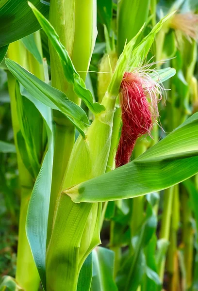 Kolba kukurydzy rosnącej na polu kukurydzy — Zdjęcie stockowe