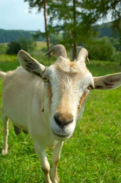 Koza na pastvinách — Stock fotografie