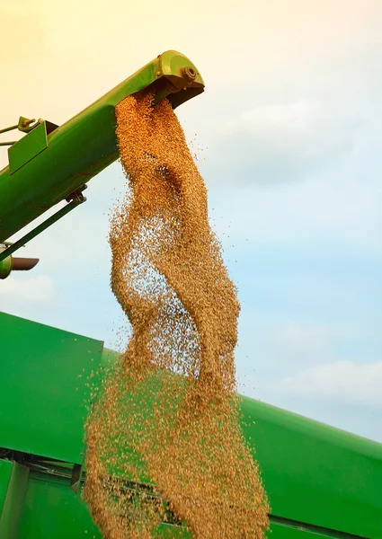 Maïs oogst — Stockfoto