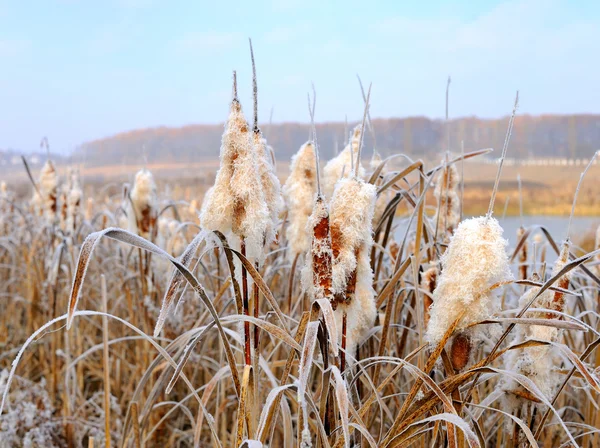 stock image Winter hoarfrost on cattails at edge of lake