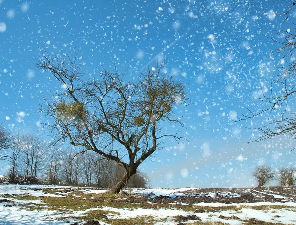 Piękny zimowy krajobraz ze śniegiem — Zdjęcie stockowe