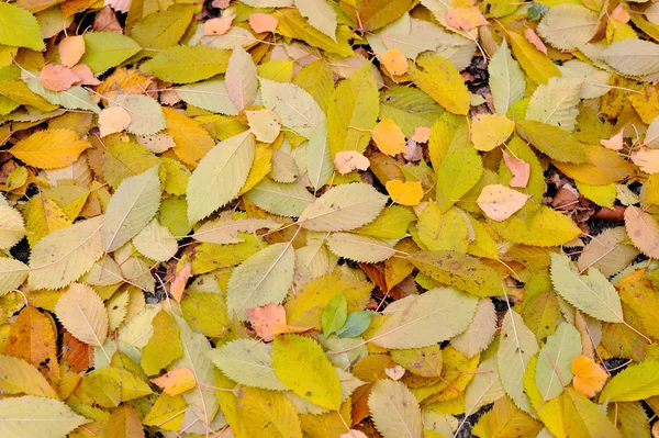 Podzimní pozadí je z listí — Stock fotografie