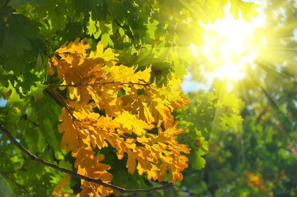 Hojas de otoño están en rayos de sol — Foto de Stock