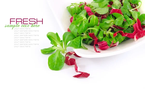 Frischer Salat in einem Gericht auf weißem Hintergrund — Stockfoto