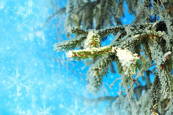 Snö-bundna gren av fir-träd är på en festlig blå bakgrund wi — Stockfoto