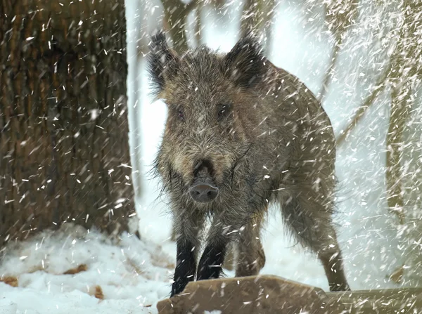 stock image Young wild boar