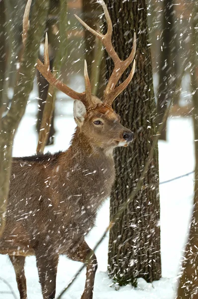 Le cerf est dans la forêt d'hiver — Photo