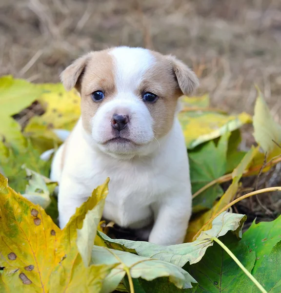 Маленькая собачка в осеннем письме — стоковое фото