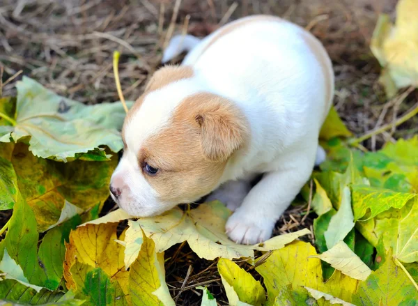 Kleine honden zijn in een herfst brief — Stockfoto