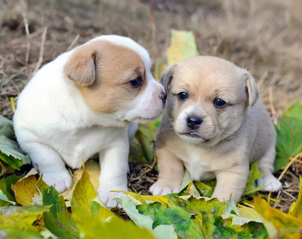 Kleine hondjes zijn in een herfst brief — Stockfoto